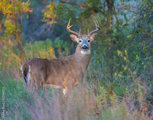 Slika na platnu A White-tailed Deer Buck in the Wichita Mountains