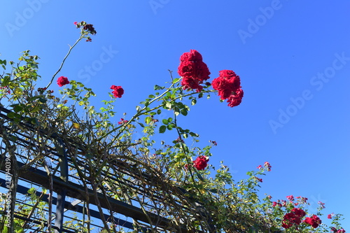 A rose garden tunnel detail