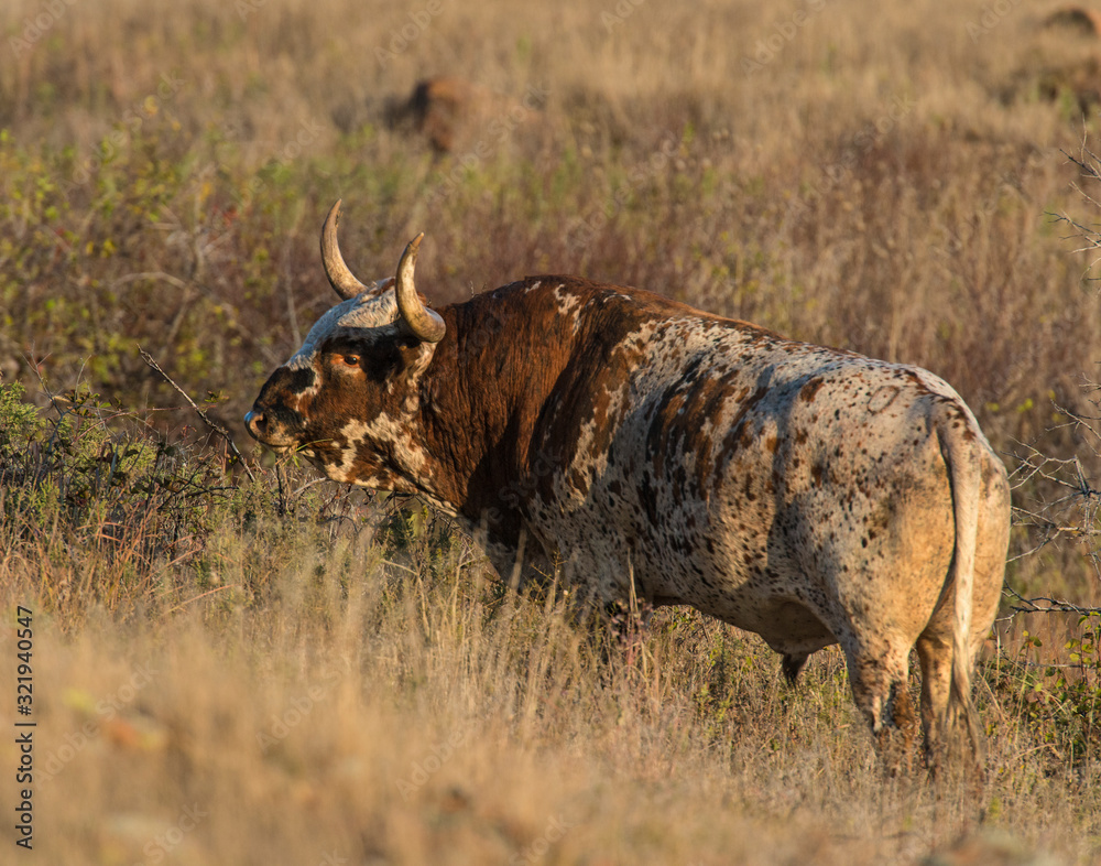 custom made wallpaper toronto digitalTexas Longhorn Bull