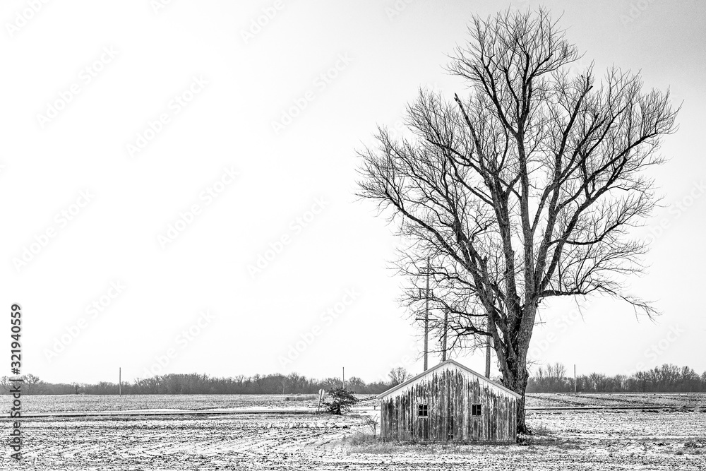 Rural building single tree plowed corn field 