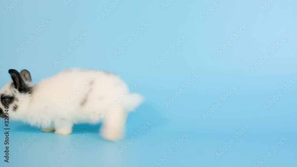Adorable little white bunny rabbit move around and look alert on blue screen background. Adorable little white bunny rabbit move around and look alert on blue screen background.
