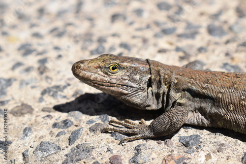 A lizard