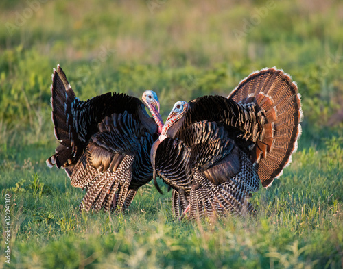 Male Turkeys in the Wichita Mountains