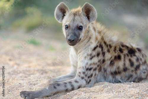 Hyena puppy, Hyena pup, baby hyena in the wilderness of Africa