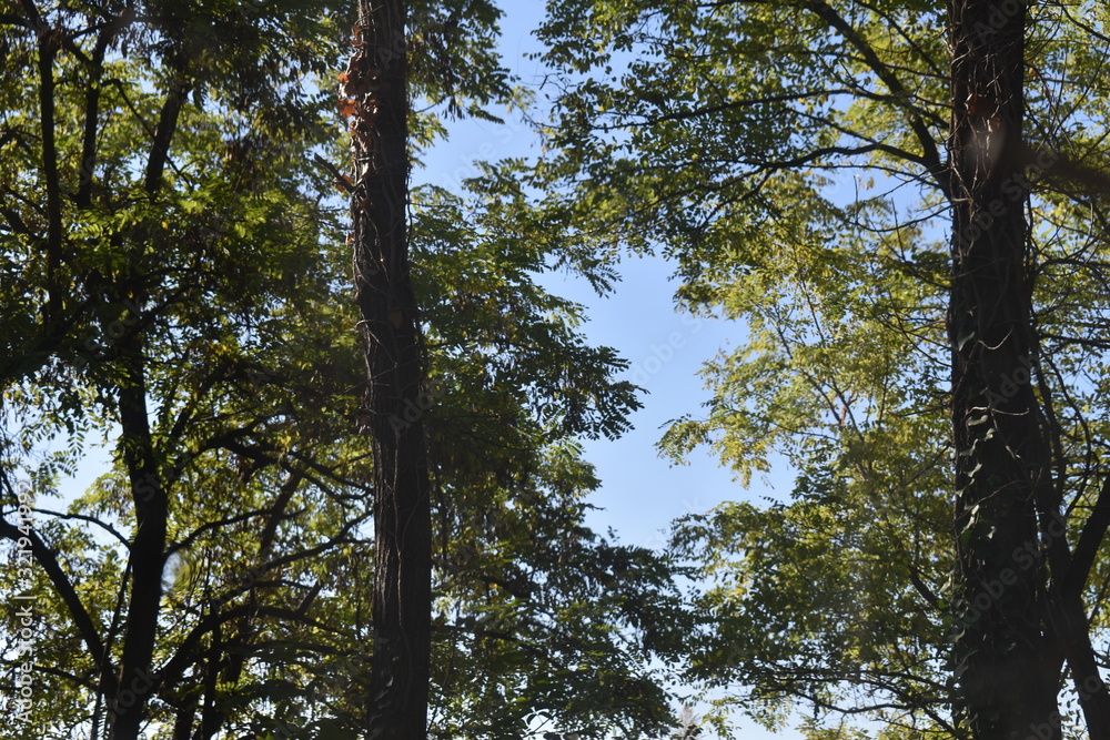 Obraz premium trees and sky