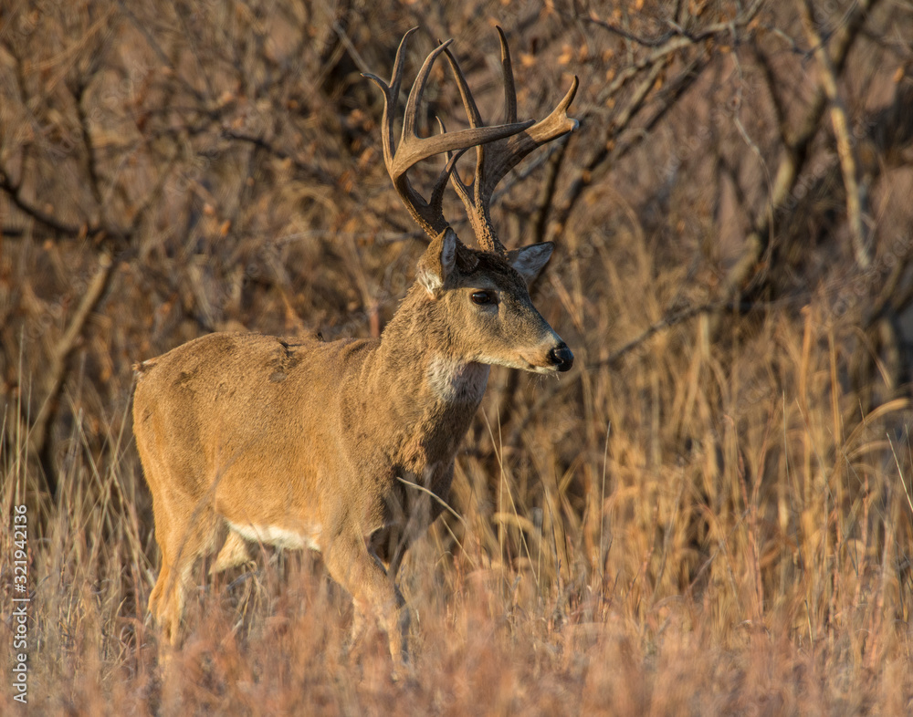 A White-tailed Deer Buck in the Wichita Mountains A White-tailed Deer Buck in the Wichita Mountains