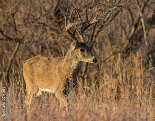 A White-tailed Deer Buck in the Wichita Mountains © David McGowen