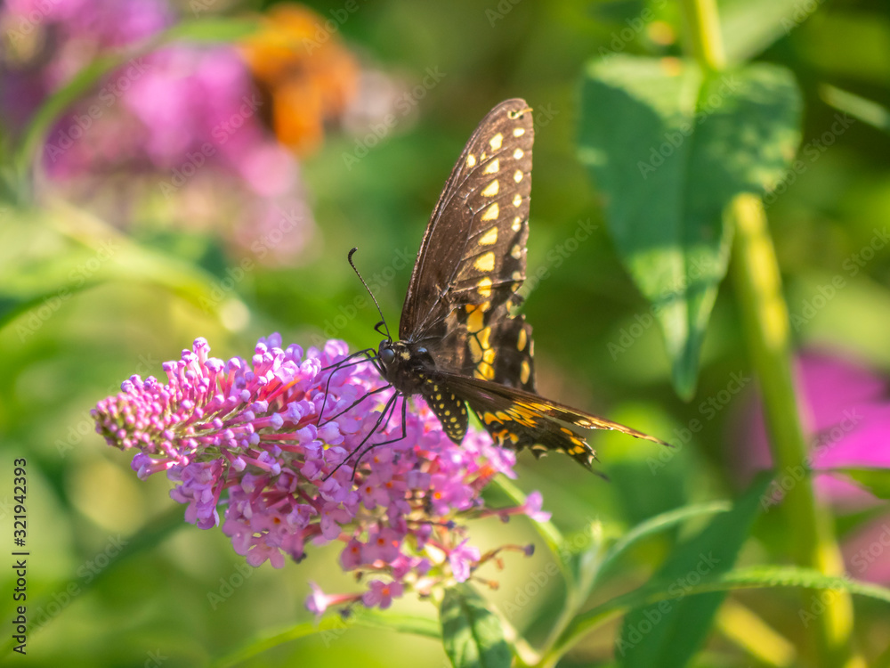 Black swallowtail butterfly in summer Black swallowtail butterfly in summer