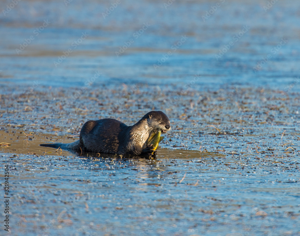 Fototapeta premium River Otter eating a fish