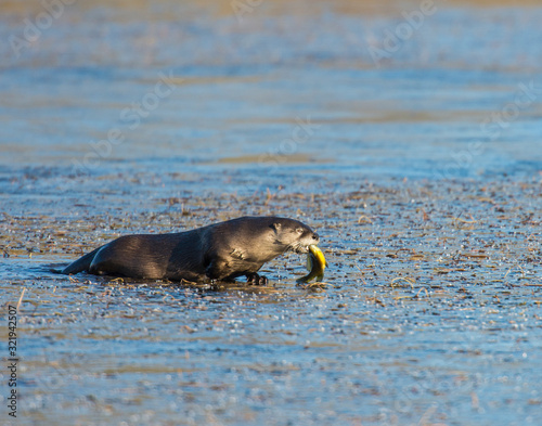 River Otter eating a fish
