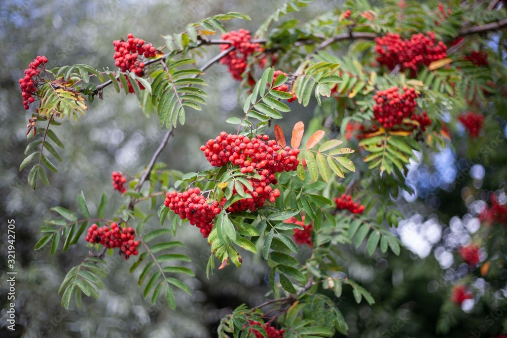 Juicy rowan berries in late autumn. Beautiful clusters of berries on a tree. Mountain ash tree. Natural background of bright colors. Favorite bird berry in winter. Background to illustrate the season. Juicy rowan berries in late autumn. Beautiful clusters of berries on a tree. Mountain ash tree. Natural background of bright colors. Favorite bird berry in winter. Background to illustrate the season.