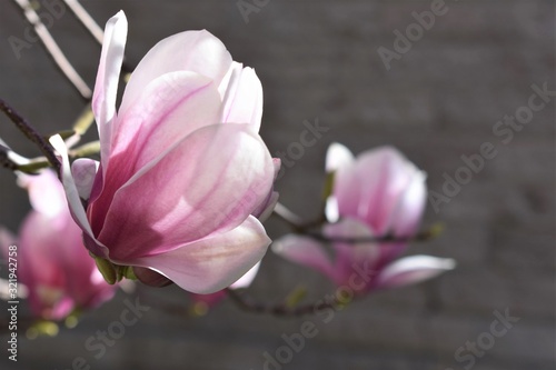 Detail of magnolia tree flower in springtime