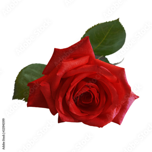 Lively red rose with green leaves on white background. Delicate scarlet petals. Isolated  white background.