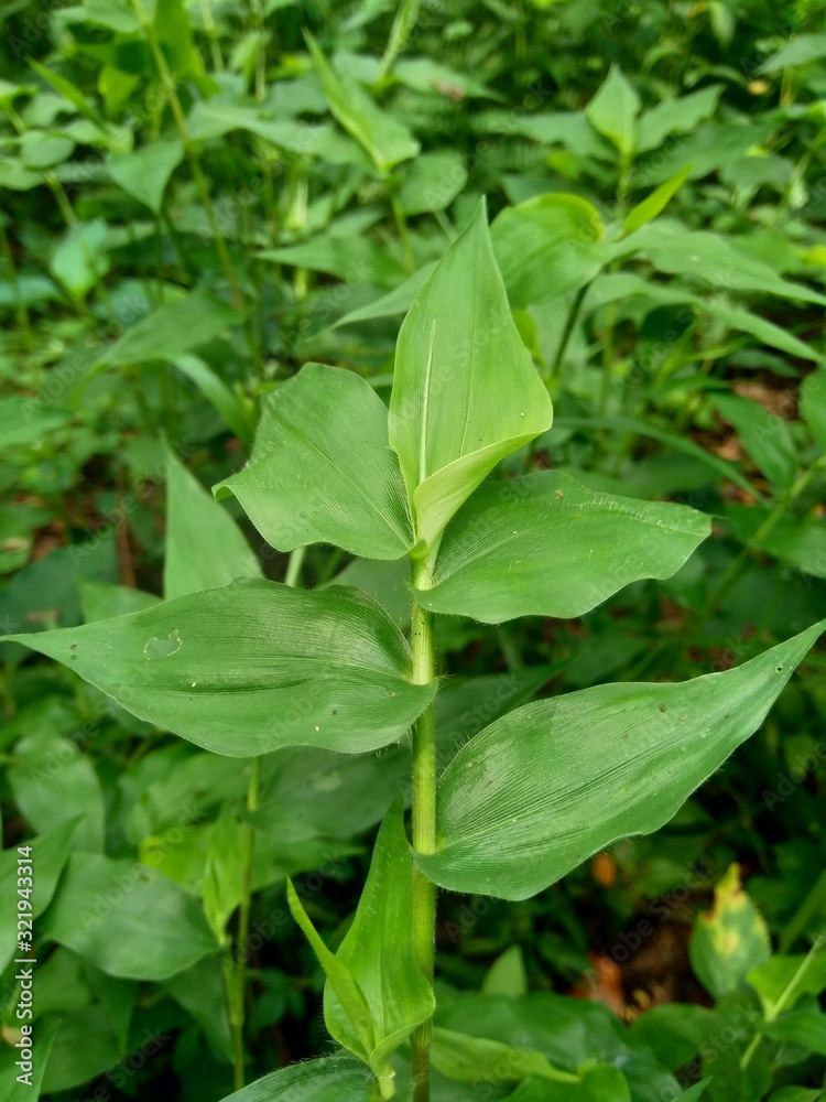 Green weeds grass on the nature background Green weeds grass on the nature background