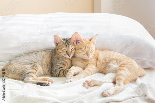 Two cute Thai cats Sleeping on the bed And warm morning light