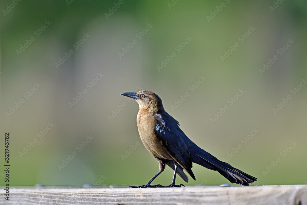 Naklejka premium Common Grackle
