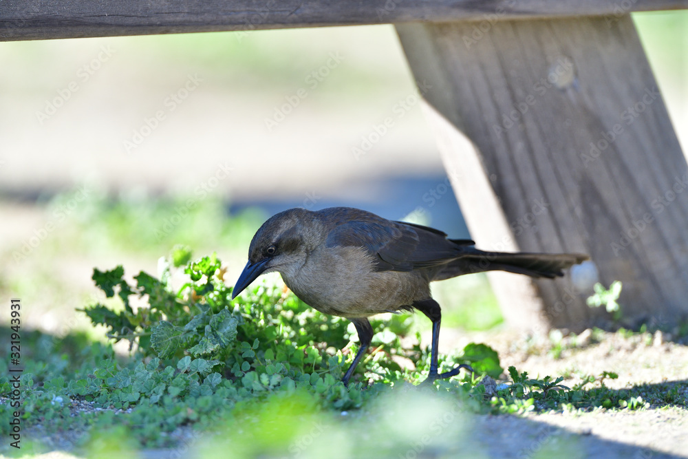 Fototapeta premium Common Grackle