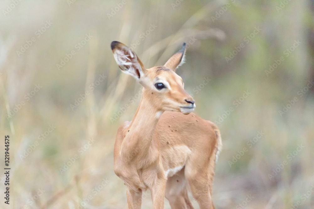 Impala baby, impala calf in the wilderness with impala mom gazelle antelope
