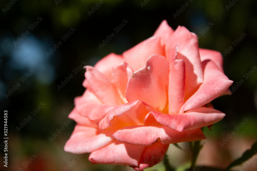 pink rose with water drops in the garden