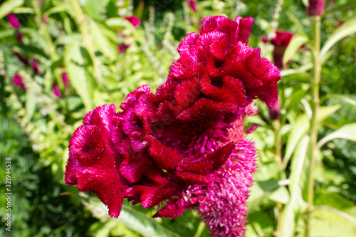 purple flower of the gardens of the alhambra. Granada,spain