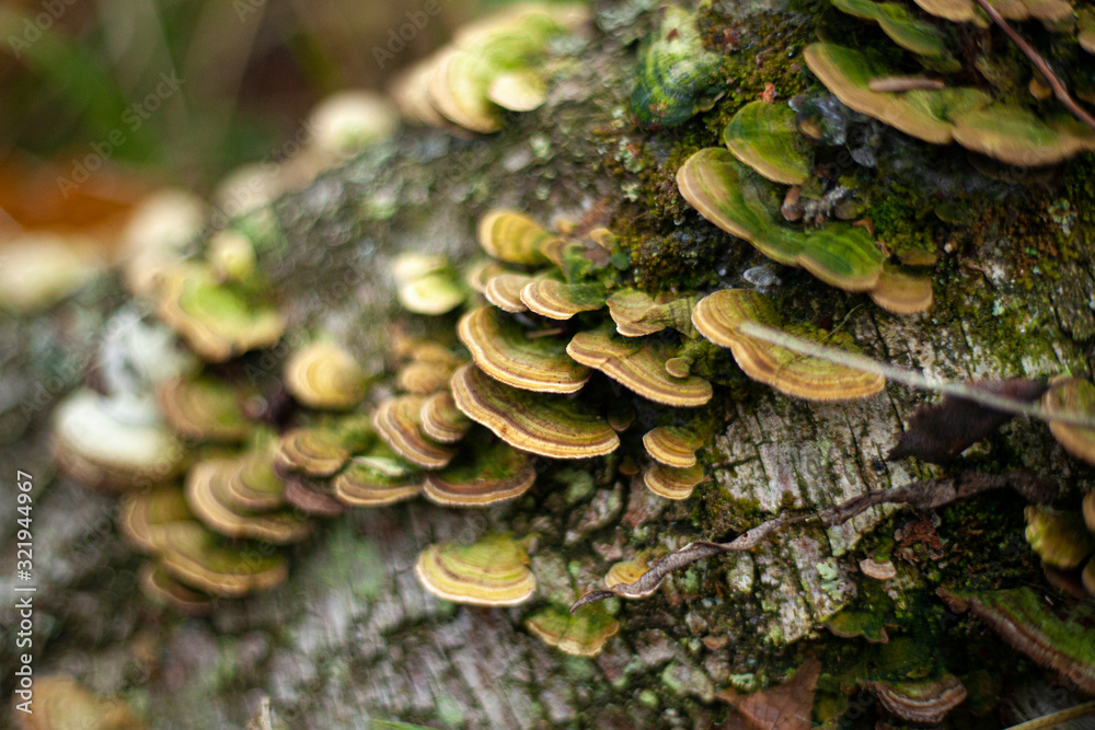 Photography Mushrooms on a tree