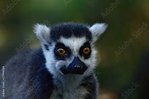 Lemur, eating, portrait