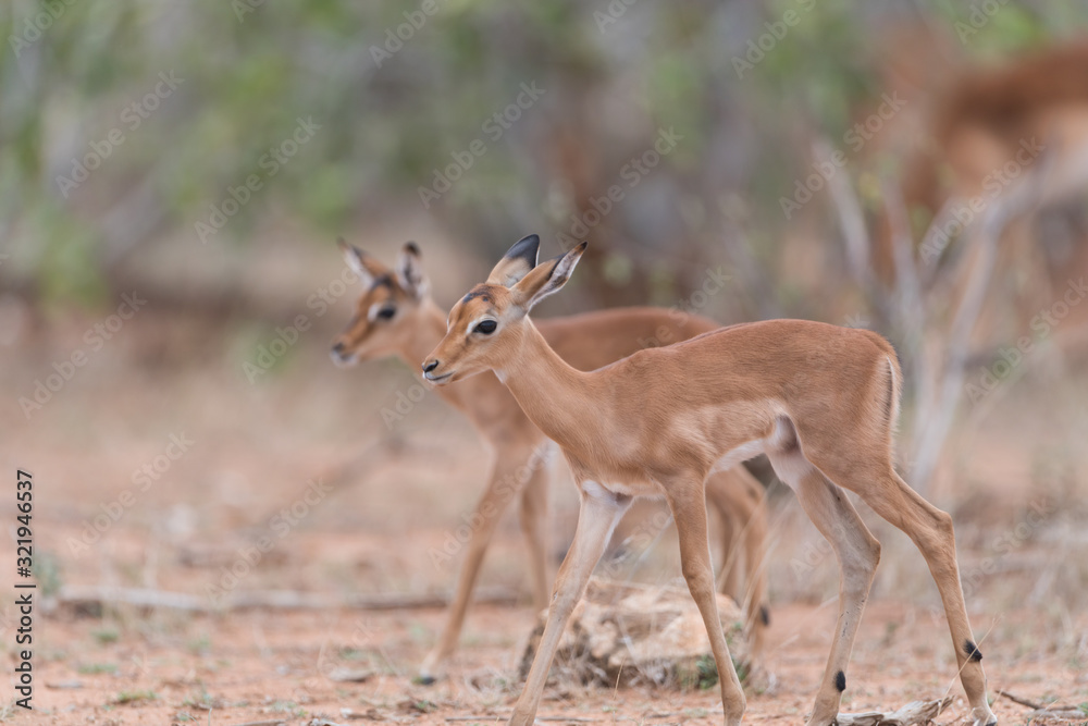 Impala baby, impala calf in the wilderness with impala mom gazelle antelope Impala baby, impala calf in the wilderness with impala mom gazelle antelope