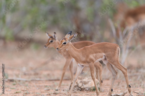 Impala baby, impala calf in the wilderness with impala mom gazelle antelope