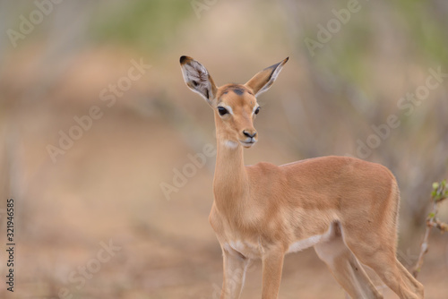 Impala baby  impala calf in the wilderness with impala mom gazelle antelope