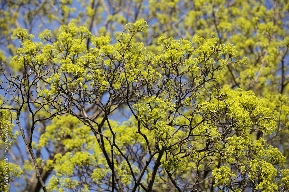 The tops of spring trees. The first young leaves appeared. Nature renewal. Selective focus.