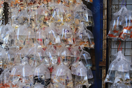 Photography he bags of tropical fishes in Mong Kok Goldfish street