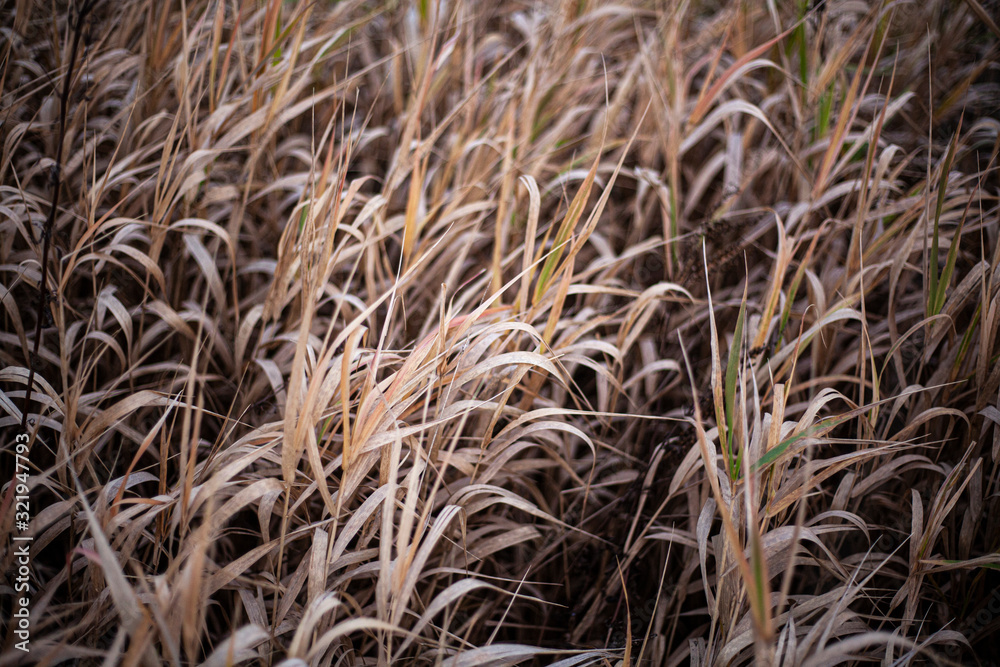 Fototapeta premium Background of plants in the field. Beautiful herbs in the field. Texture of winding field plants.