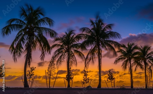 palm sunset tropical tree beach sunset sunrise florida cuba miami sky silhouette landscape sea island ocean blue orange summer dusk vacation