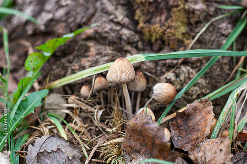 Mushroom background. Mushroom in the forest. A natural shot of mushrooms.