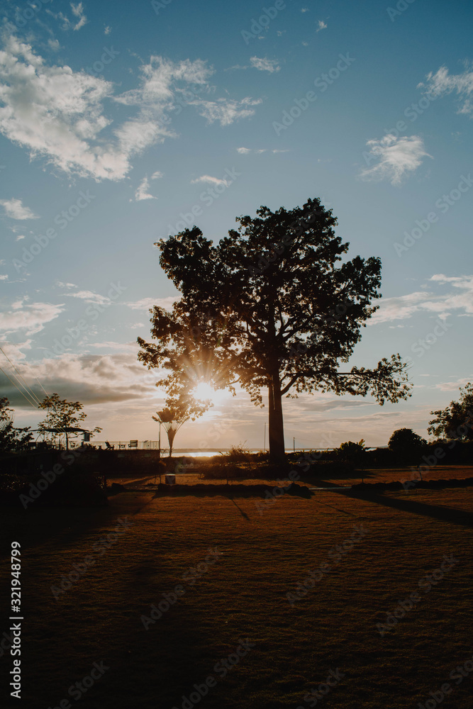 Fototapeta premium sunset over the tree