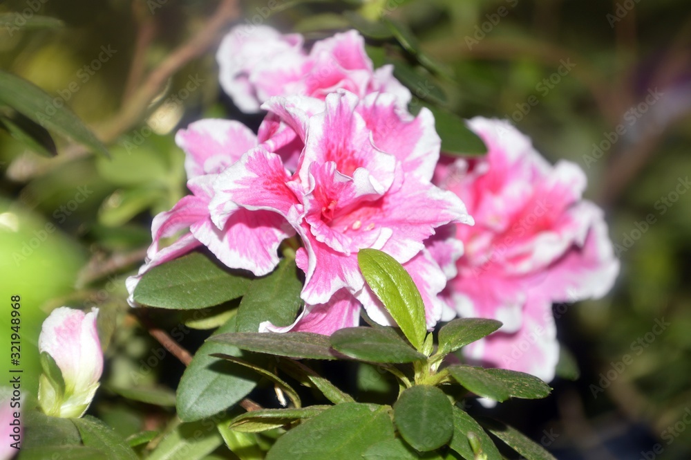 Pink flower of Azalea flowering shrubs in the genus Rhododendron. Far East, Russia. Pink flower of Azalea flowering shrubs in the genus Rhododendron. Far East, Russia.