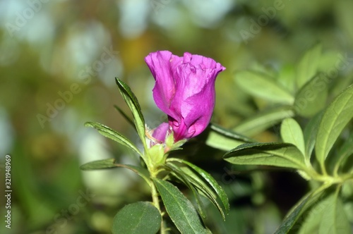 Flower of Flamenco with fuchsia color on a green background
