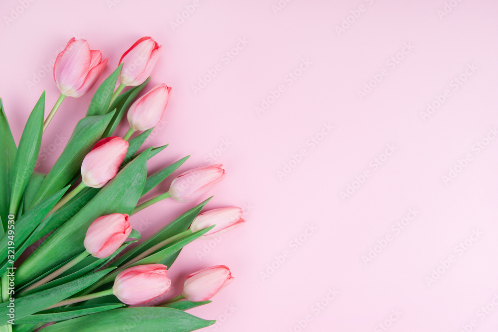 Pink tulips on a pink background copy space