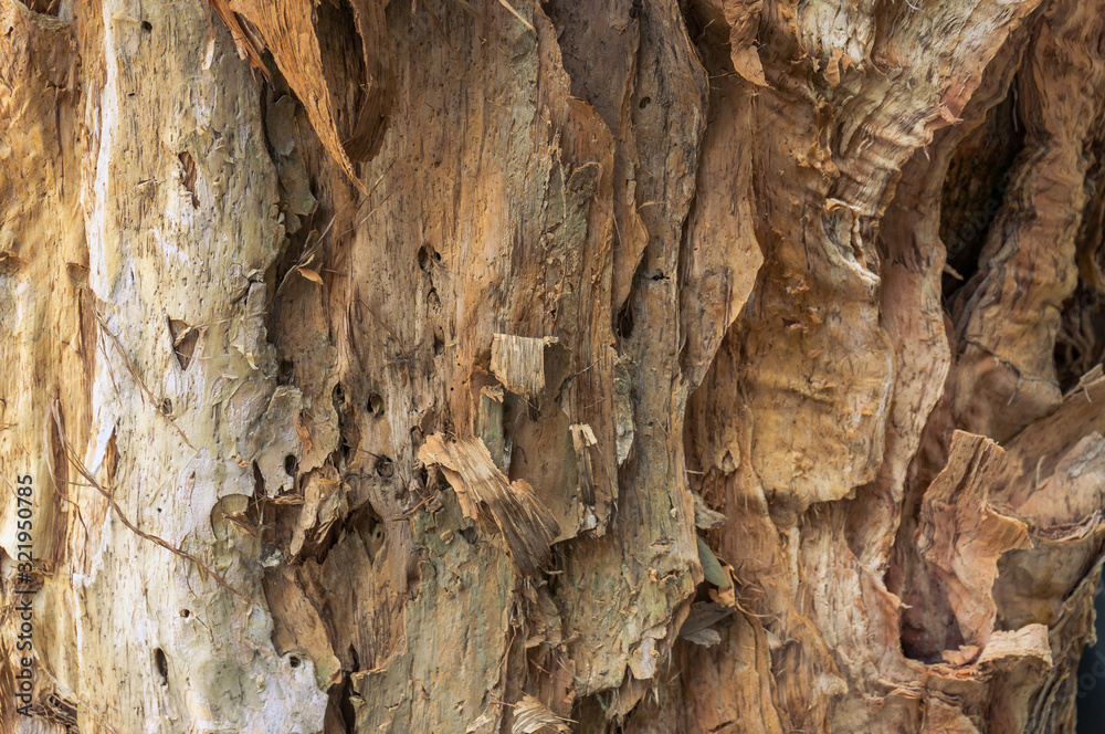Tree bark texture close up. Paperbark eucalyptus tree bark texture background Tree bark texture close up. Paperbark eucalyptus tree bark texture background