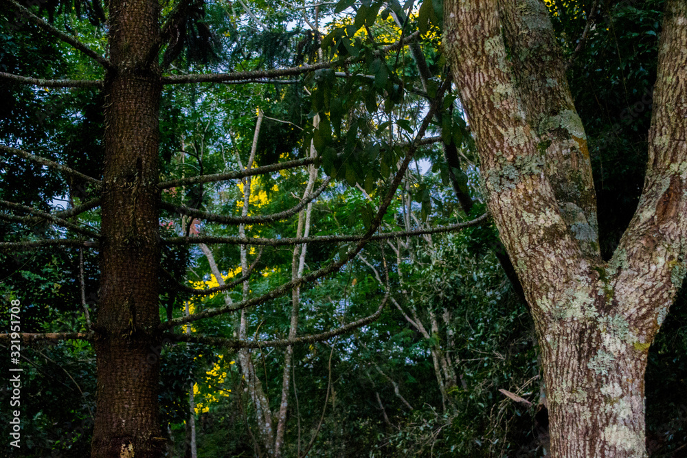 Fototapeta premium tree in forest