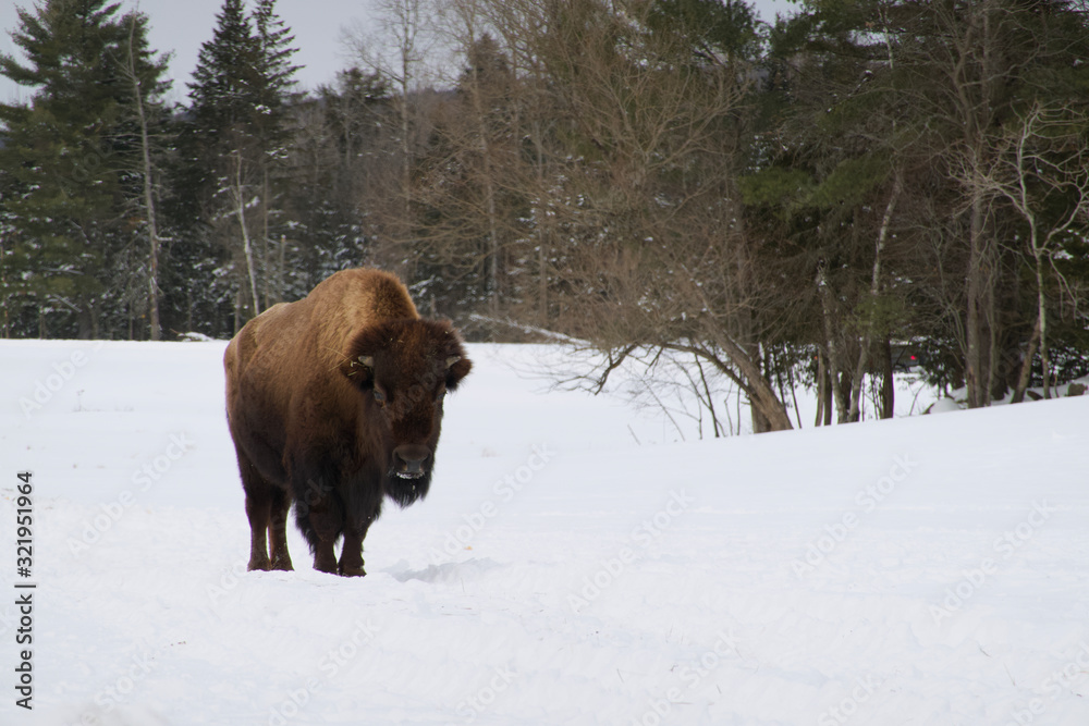 A bison in the woods A bison in the woods
