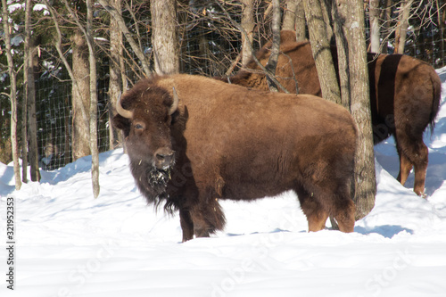 A bison in the woods