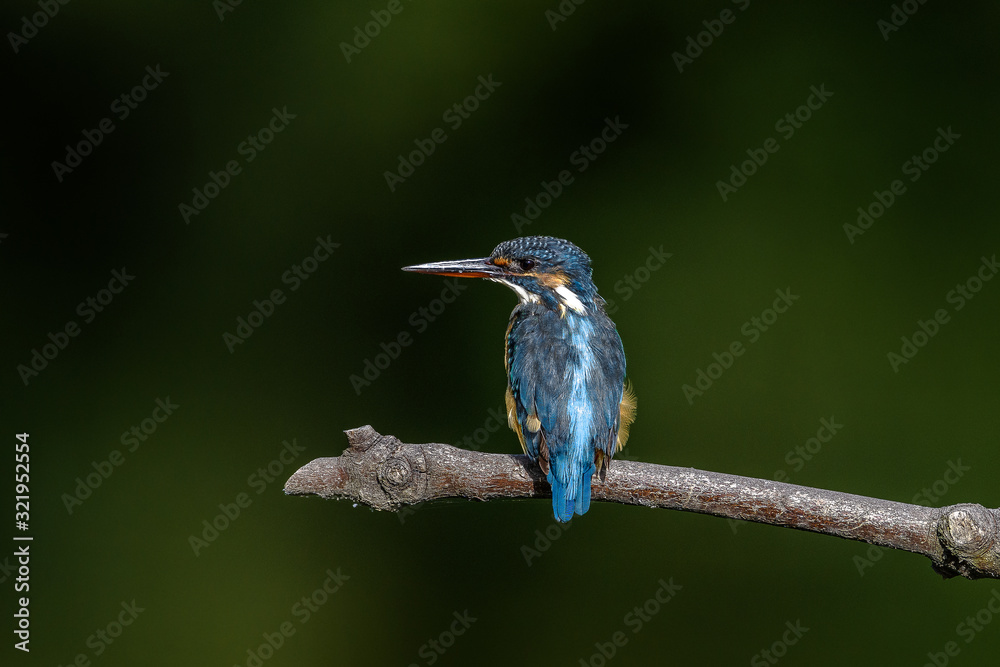 Kingfisher on a branch close up portrait