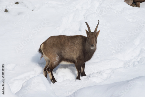 A lone ibex against a snowy cliff © Joe