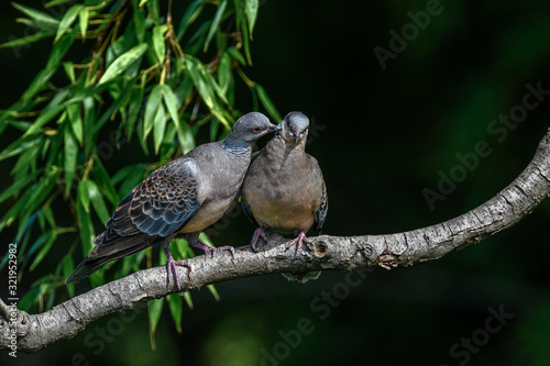 Foto Oriental turtle dove couple lover cuddling and mating