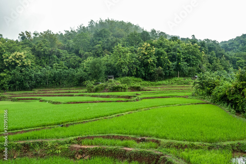 Panorama of rice fields in the countryside is so beautiful with many rice plants