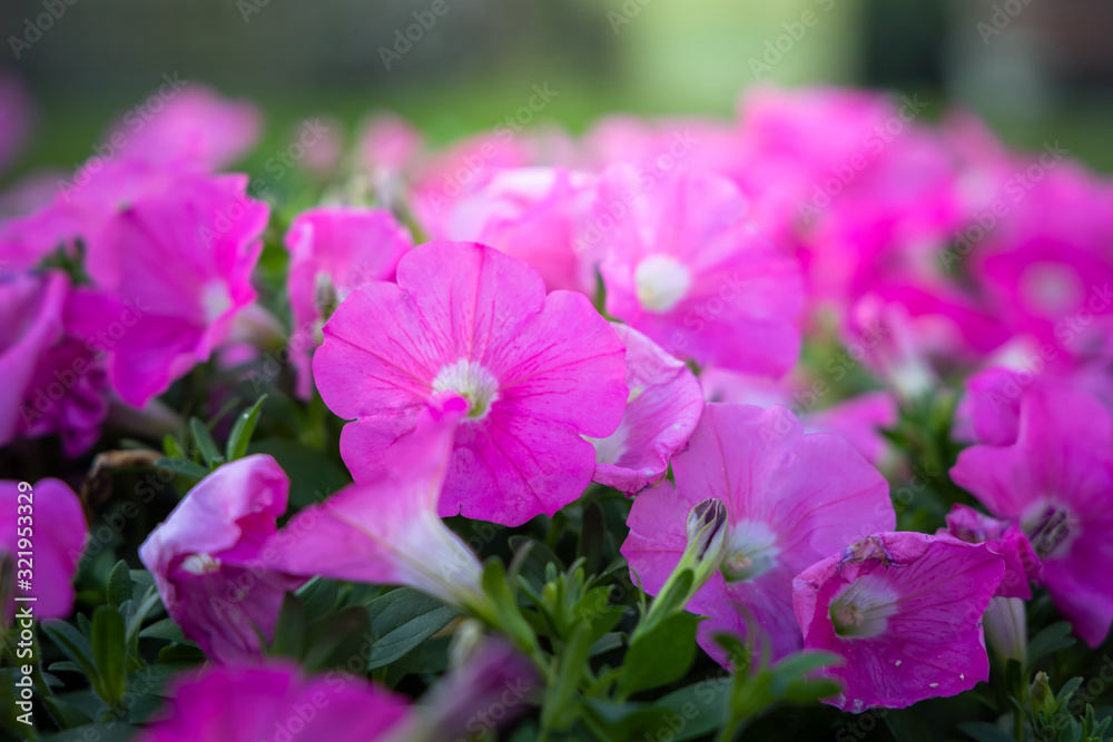 Obraz premium The background image of the colorful flowers