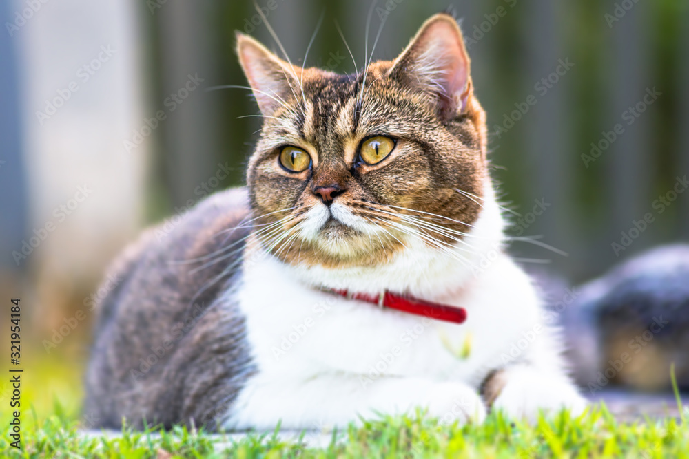 Adult female cat laying in the garden grass. A close up portrait of a cat. Cute female cat chill out in the grass and enjoying the sun Adult female cat laying in the garden grass. A close up portrait of a cat. Cute female cat chill out in the grass and enjoying the sun