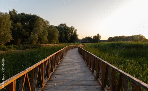 Obraz na płótnie Beautiful shot of a boardwalk in the park surrounded by tall grasses and trees d