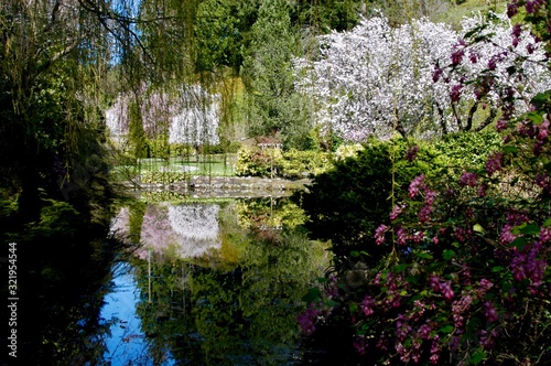 reflection of cherry blossoms